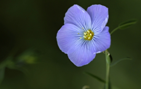 Flower - nature, one, amazing, flower