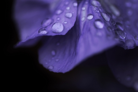 Water drops - black, purple, dew, water drops, macro, flower, petals