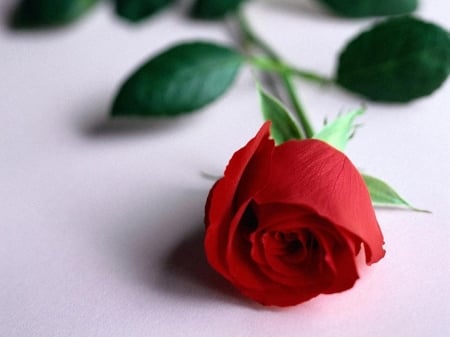 Rose - one, rose, love, red