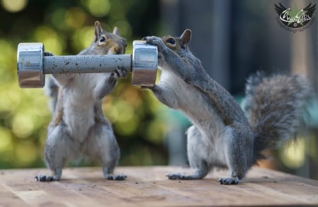 Do squirrels even lift? - max ellis, gym, animal, funny, squirrel, lift, cute, couple