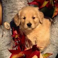 Beautiful Dog in Autumn Leaves