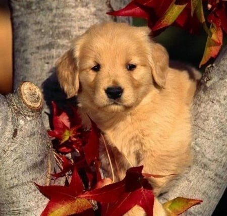 Beautiful Dog in Autumn Leaves - autumn, animals, dog, leaves, tree