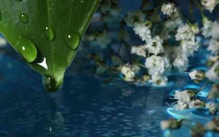 Rain Drops - leaf, water, macro, reflection