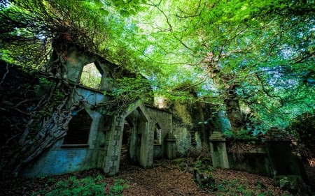 ruins of dorothea slate quarry in north wales - leaves, roots, ruins, trees