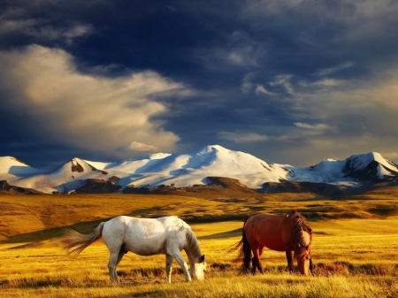 2 Horses - horses, white, grassland, checkered, mountains, brown