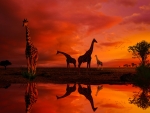 Giraffes