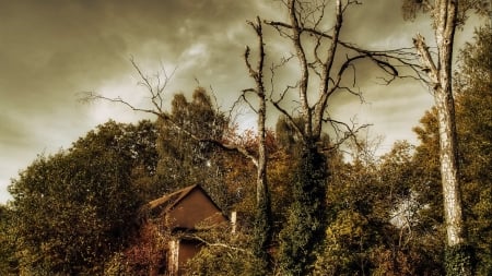 cabin overrun by trees hdr - clouds, trees, overrun, cabin, hdr