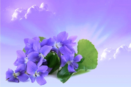 Shiny fragrant - sunrise, fragrant, violets, sky