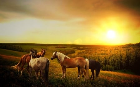 Horses at Sunset Field - horses, field, animal, sunset