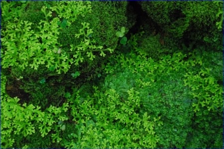 green - nature, plant, green, leaves