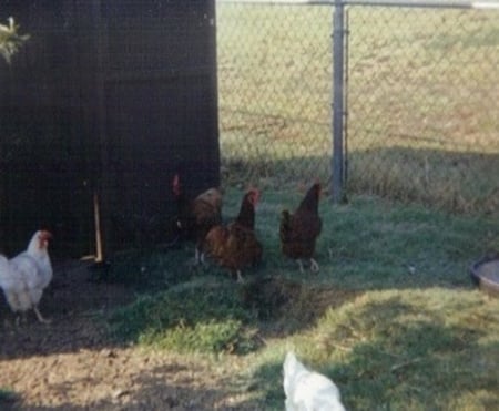 chickens - chickens, bird, hen, birds, chicken, animal, animals, hens