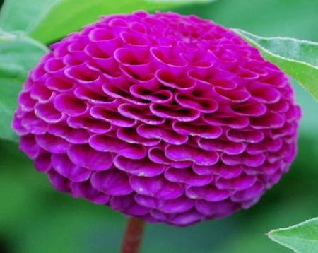 purple flower - flowers, nature, garden, plants, flower, plant