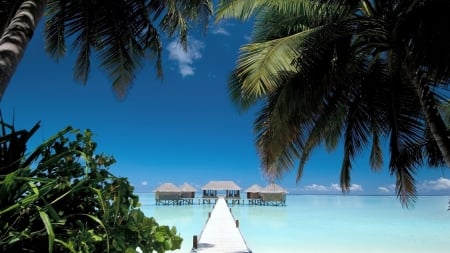 Beach Resort - palm trees, house, sea, coast