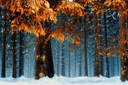 Winter Forest - leaves, cold, trees, snow