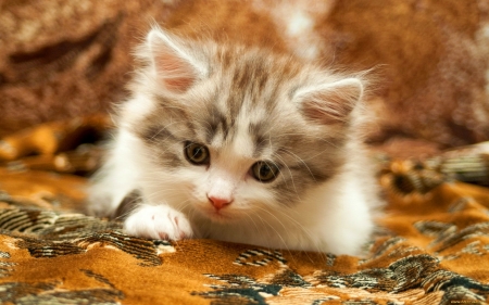 Fluffy kitty - fluffy, kitten, cute, adorable, sweet, cat, kitty