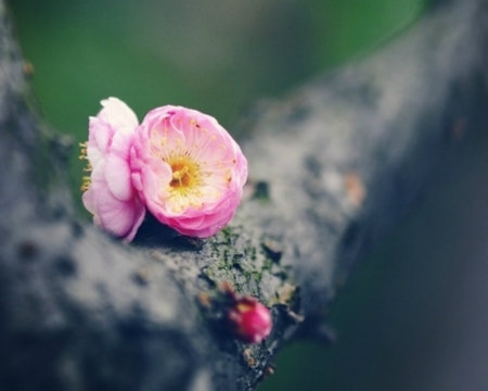 Beauty - flowers, pink, branch, beauty