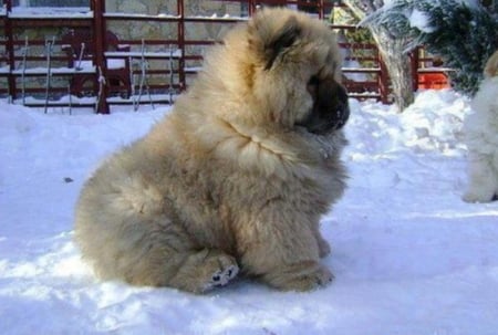 Cute Puppy - animal, cute, snow, dog, puppy