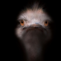 Ostrich