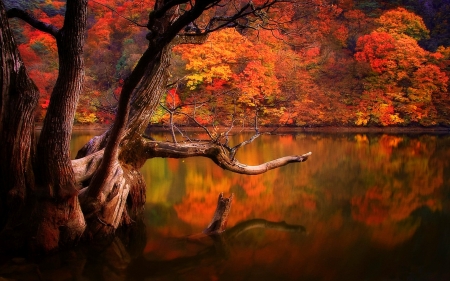 Autumn Lake - branches, lake, trees, water, fall, reflection, south korea, forest, beautiful, trunks