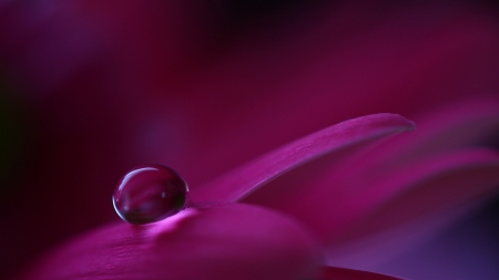 Droplet - flower, purple, petals, macro