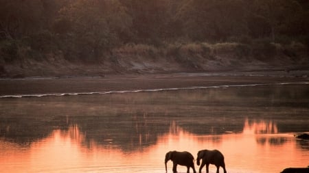 elephants at the river at sunset - sunset, shore, elephants, river