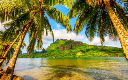 Cook's Bay, Mo'orea - summer, French Polynesia, beach, beautiful, sea, island, mountain, tropical, palm trees, paradise