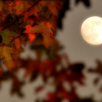 Fall Moon