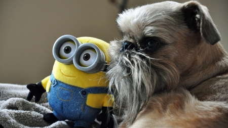 Ikorus and His Minion - toy, brussels griffon, pet, minion, puppy, love, dog