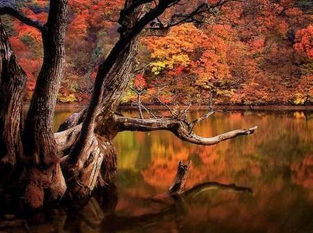 Autumn Lake - nature, lake, tree, autumn