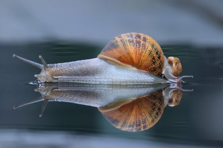 Snail - snail, house, animal, reflection