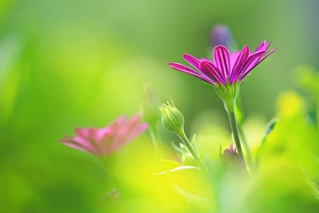 Purple flower - macro, grass, flower, green