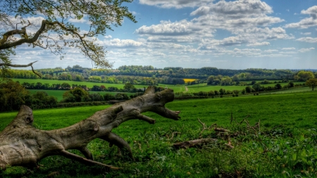 fallen tree in the meadow hdr - fields, hdr, grass, tree, maeadow, sky