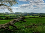 fallen tree in the meadow hdr