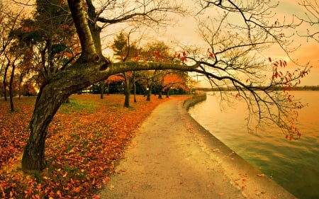 fall at the reservoir hdr - reservoit, autumn, trees, walk, leaves, hdr