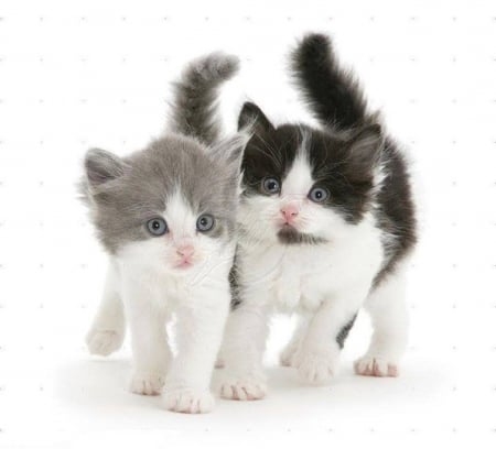 two cute sisters - kittens, sisters, cute, cats, animals