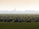 misty field filled with geese