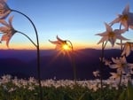 field of beautiful flowers at sunrise