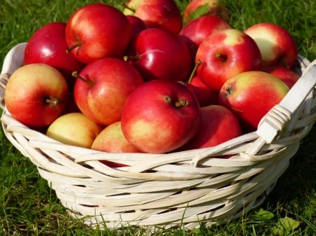 Red apples - red, green, basket, apples, garden, grass