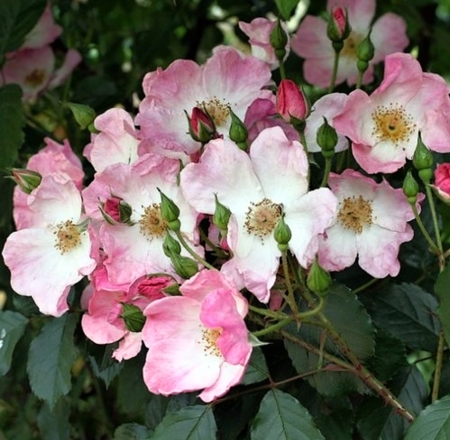 Beautiful flowers - beautiful, white, flower, pink