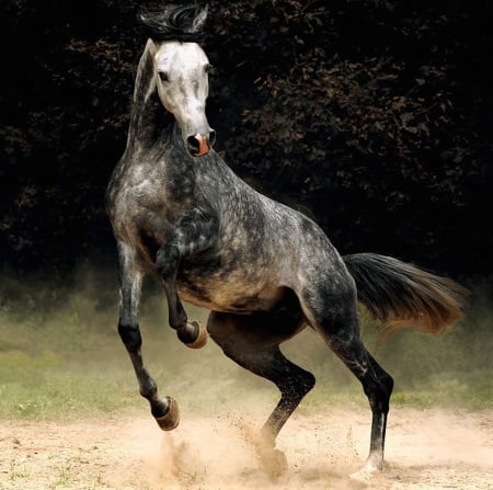 Power - horse, great, amazing, power