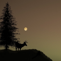 Deer at Night