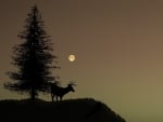 Deer at Night