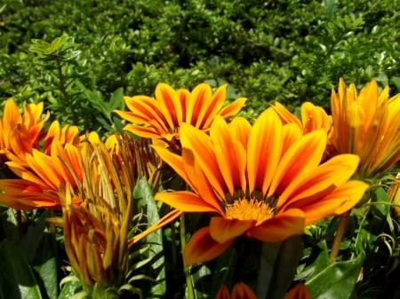 Flowers - shower flowers, beautiful, leaves, orange, green