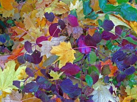 Colorful Autumn Leaves - leaves, nature, fall, autumn