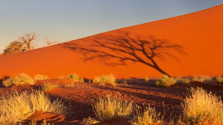 Sunset Desert - sunset, sand, bush, shadow