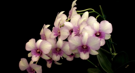 Lovely Flowers - nature, orchids, bouquet, flowers