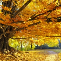 Autumn park