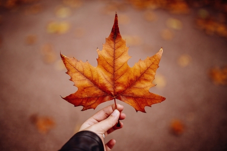 Leaf - leaf, autumn, fall season, photography