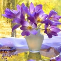 Autumn crocus