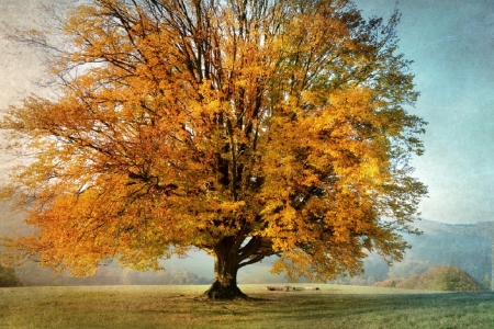 Autumn tree - fall leaves, tree, nature, autumn